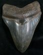 Serrated Megalodon Tooth - South Carolina #7480-1